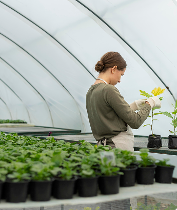 Sustainable water and nutrient management in berry crops
