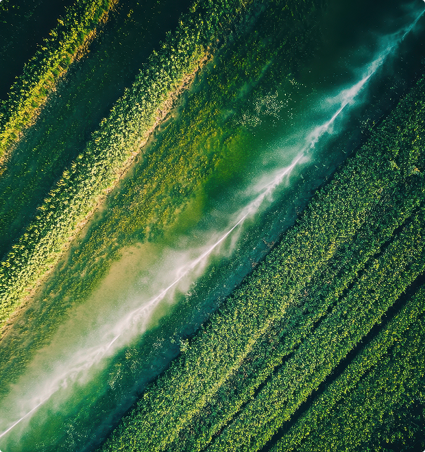 Sustainable agriculture in Doñana